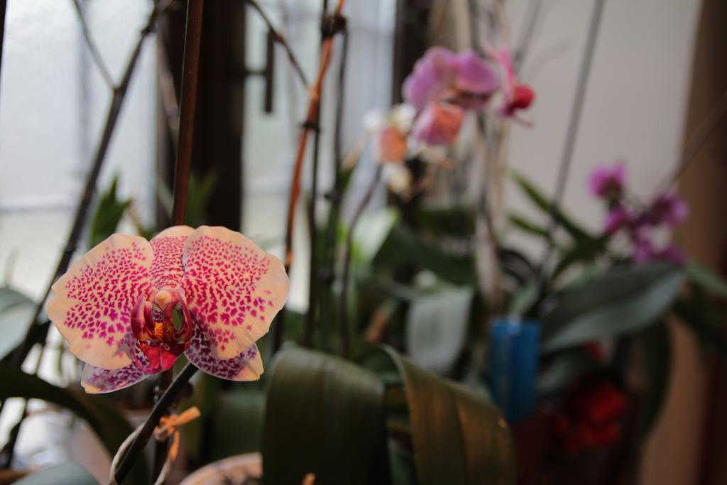 B&B Casa Carla ピネローロ エクステリア 写真